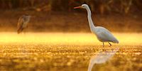 Great Egret in the morning, Mississippi